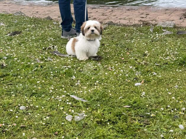 Shihtzu puppy for sale in Scunthorpe, Lincolnshire - Image 1