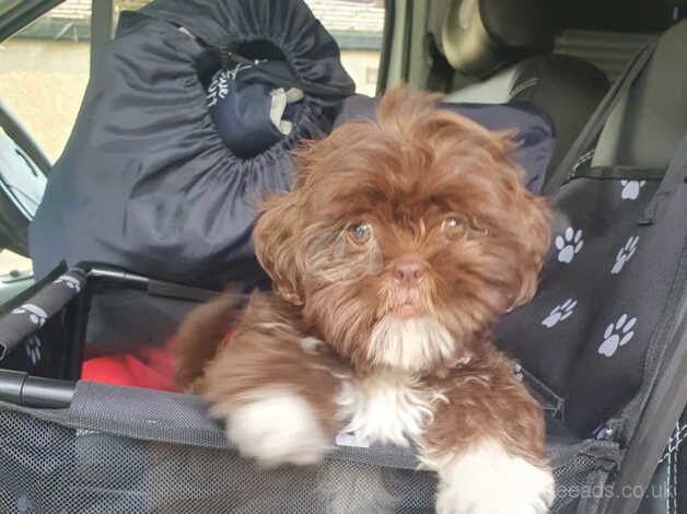 Shihtzu pups due mid Oct for sale in Blackpool, Lancashire - Image 5