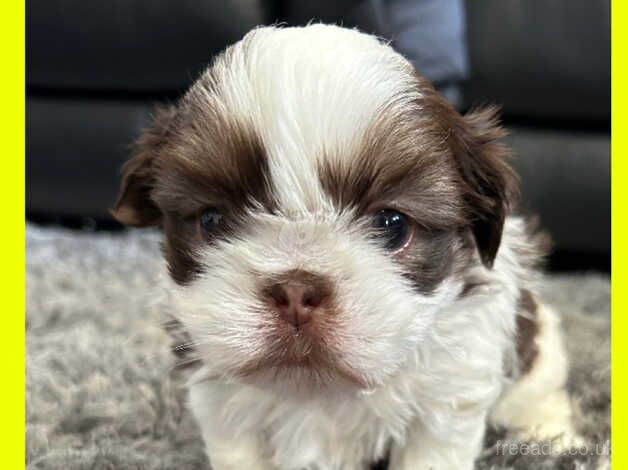 Shihtzu pups for sale in Brighton, East Sussex