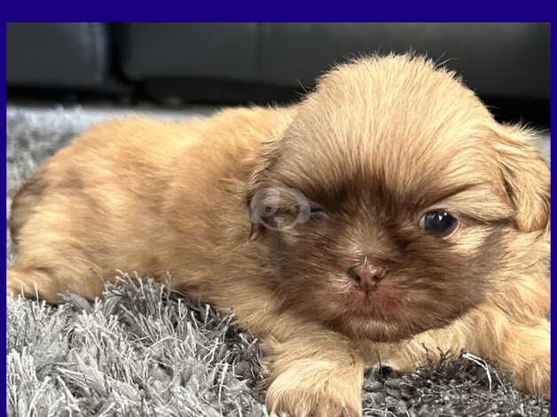 Shihtzu pups for sale in Brighton, East Sussex - Image 2