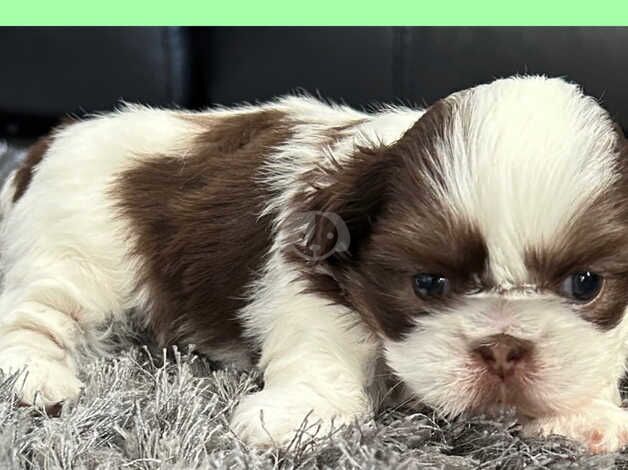 Shihtzu pups for sale in Brighton, East Sussex - Image 3