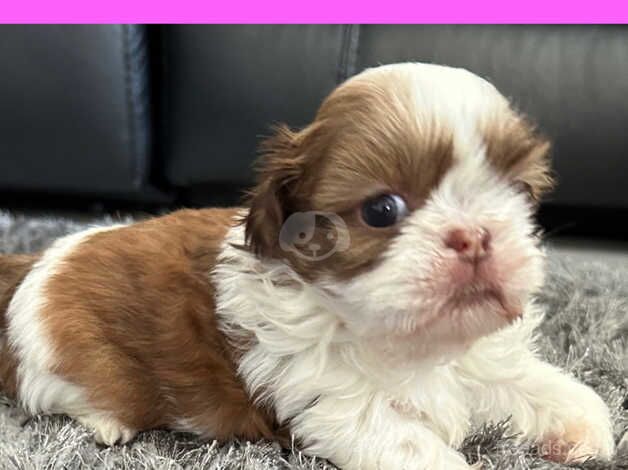 Shihtzu pups for sale in Brighton, East Sussex - Image 4