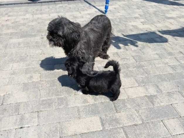 Shihtzus for sale in Denbighshire - Image 1