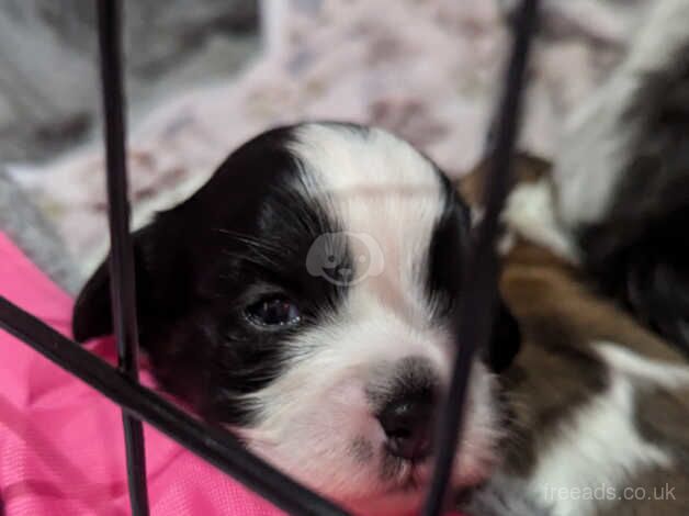 Shihzu puppies for sale in Nottingham, Nottinghamshire - Image 5