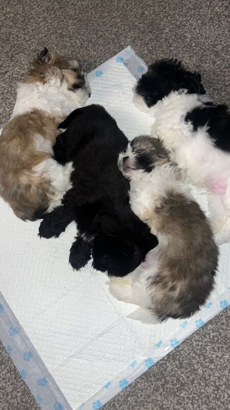 Shin tzu puppies for sale in Middleton, Greater Manchester