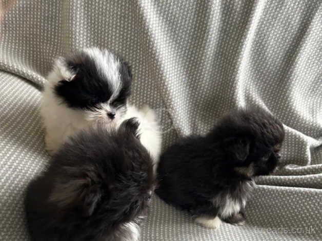 Shin Tzus x Pomeranian puppies for sale in Rochford, Worcestershire