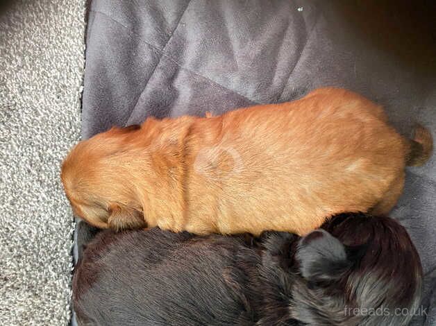 Shitztzus male puppies imperial for sale in Ayr, South Ayrshire