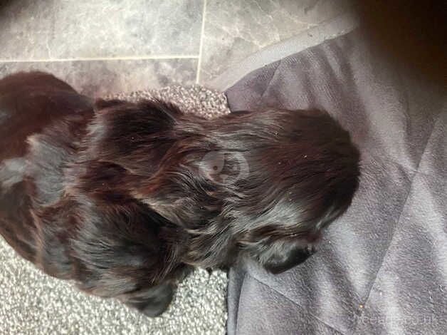 Shitztzus male puppies imperial for sale in Ayr, South Ayrshire - Image 2