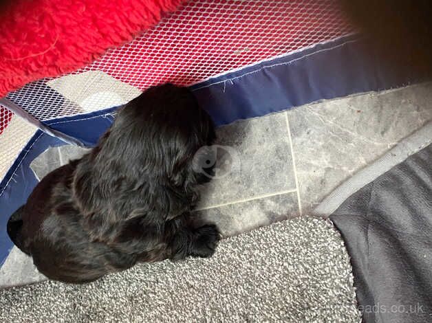 Shitztzus male puppies imperial for sale in Ayr, South Ayrshire - Image 4