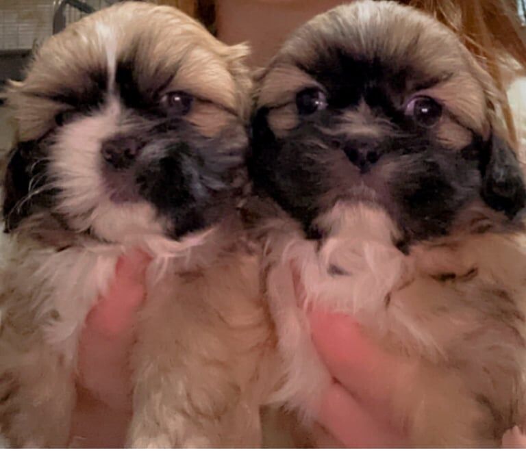 Shitzu puppies for sale in Neston, Cheshire - Image 1