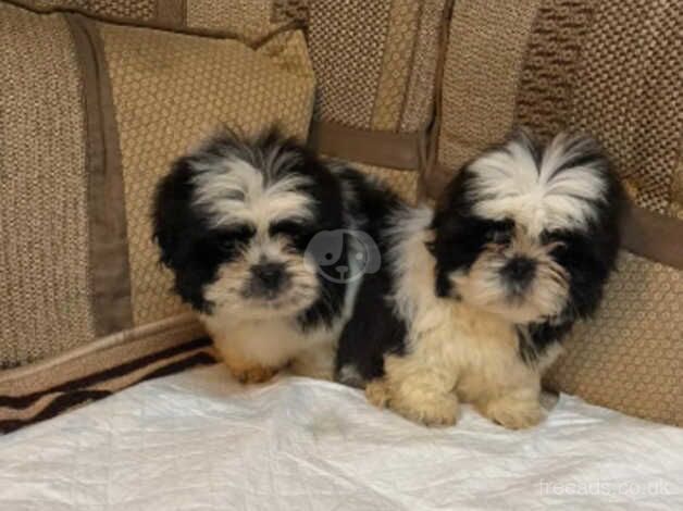 Shitzu puppies for sale in Kingswinford, West Midlands - Image 1