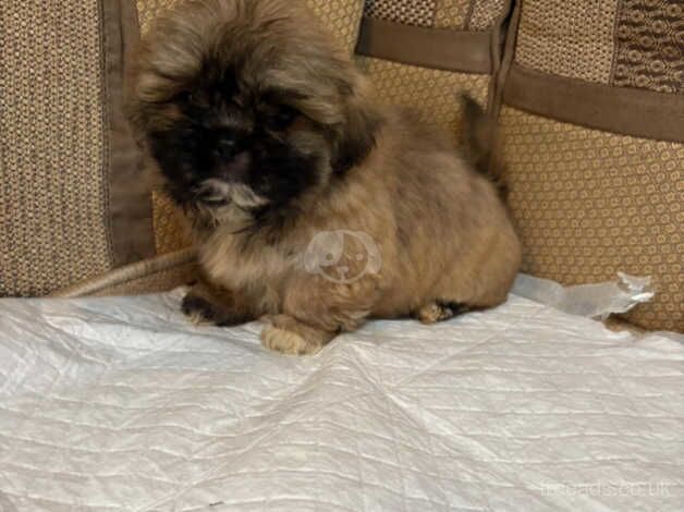 Shitzu puppies for sale in Kingswinford, West Midlands - Image 3