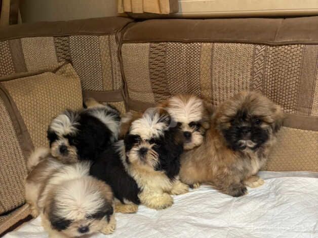 Shitzu puppies for sale in Kingswinford, West Midlands - Image 4