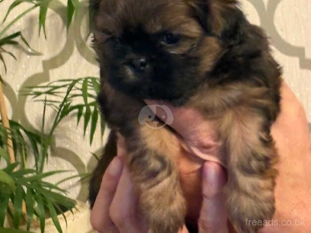 Shitzu pups for sale in Downham Market, Norfolk - Image 1