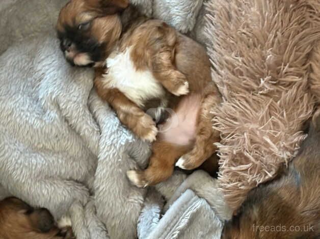 Shitzu pups for sale in Downham Market, Norfolk - Image 3