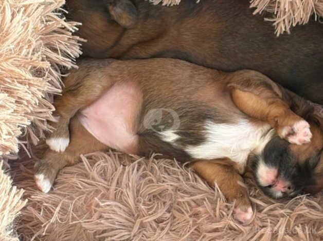 Shitzu pups for sale in Downham Market, Norfolk - Image 4