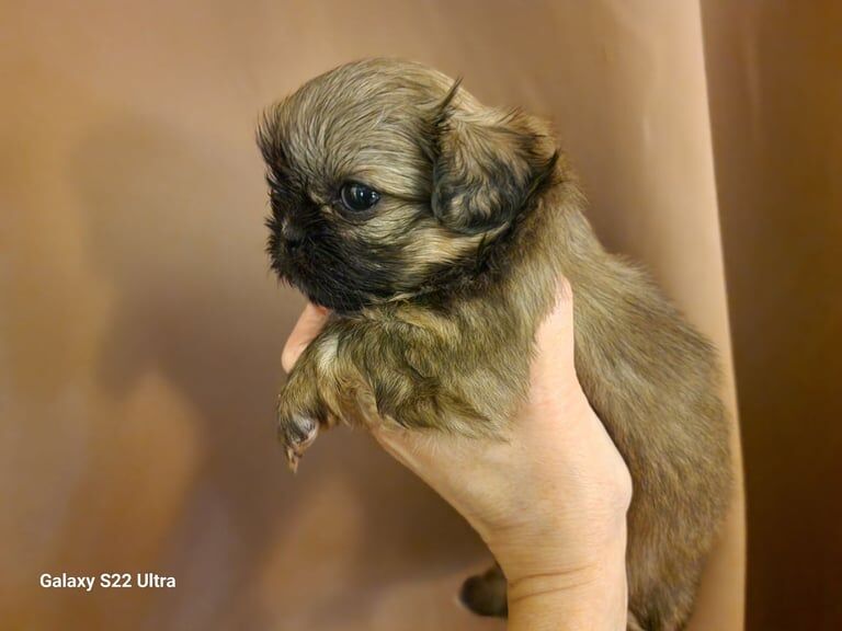 Kennel Club Registered Shih Tzu Puppies For Sale