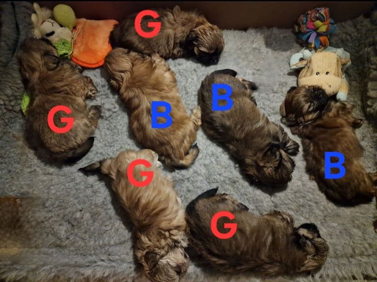 STUNNING FULL PEDIGREE REGISTERED SHIHTZU BABIES for sale in Darwen, Lancashire - Image 2