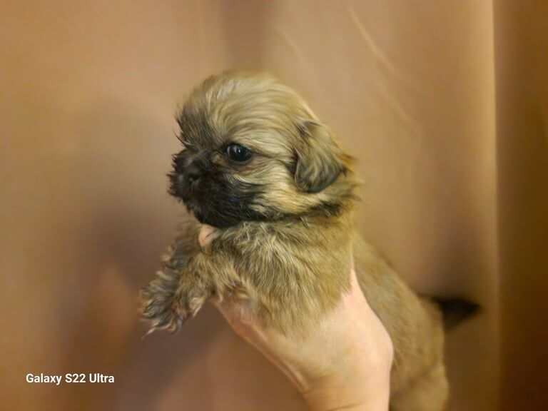 STUNNING FULL PEDIGREE REGISTERED SHIHTZU BABIES for sale in Darwen, Lancashire - Image 3