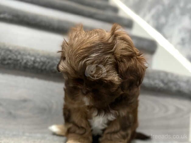 Stunning Imperial Shih Tzus READY TO LEAVE for sale in Liverpool, Merseyside