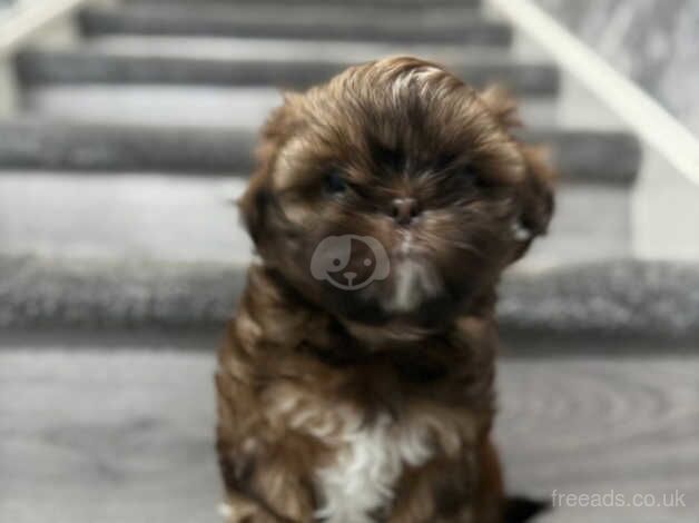 Stunning Imperial Shih Tzus READY TO LEAVE for sale in Liverpool, Merseyside - Image 2