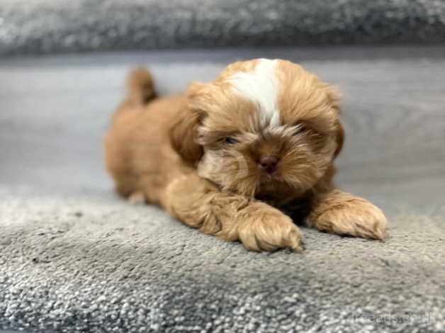 Stunning Imperial Shih Tzus READY TO LEAVE for sale in Liverpool, Merseyside - Image 4