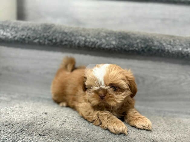 Stunning Imperial Shih Tzus READY TO LEAVE for sale in Liverpool, Merseyside - Image 5