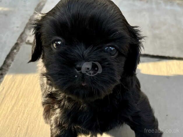 Stunning Imperial Shihtzu pups for sale in Bolton, East Lothian - Image 3