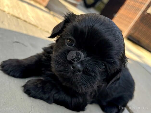 Stunning Imperial Shihtzu pups for sale in Bolton, East Lothian - Image 4