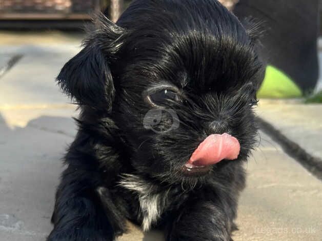 Stunning Imperial Shihtzu pups for sale in Bolton, East Lothian - Image 5