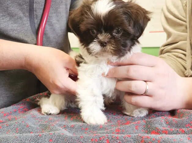 Stunning litter of Shih Tzu puppies for sale in Oldham, Greater Manchester - Image 1