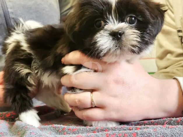 Stunning litter of Shih Tzu puppies for sale in Oldham, Greater Manchester - Image 2