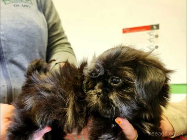 Stunning litter of Shih Tzu puppies for sale in Oldham, Greater Manchester - Image 3