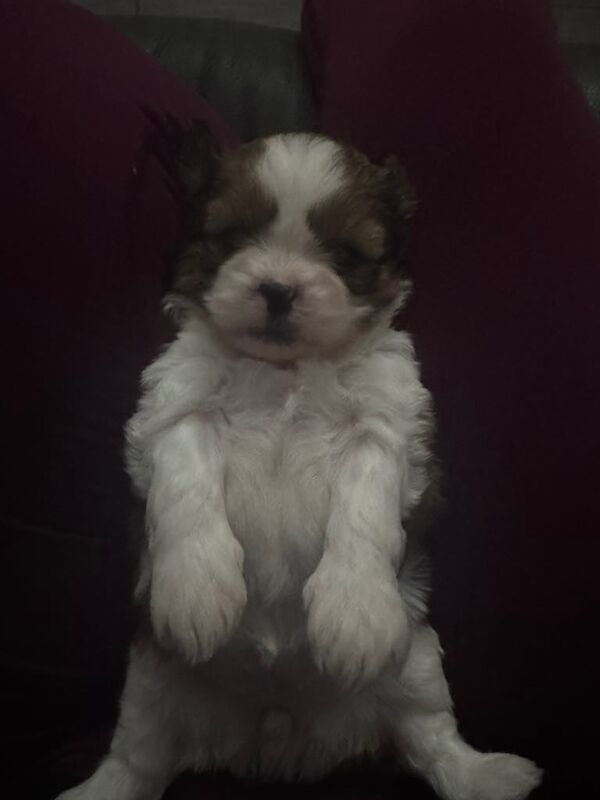 Stunning Shih Tzu ! for sale in Lurgan, County Armagh