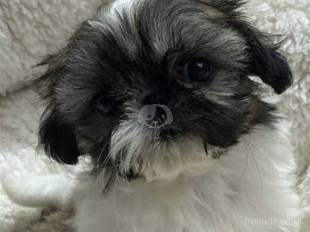 Stunning shih tzu babies for sale in Ormskirk, Lancashire