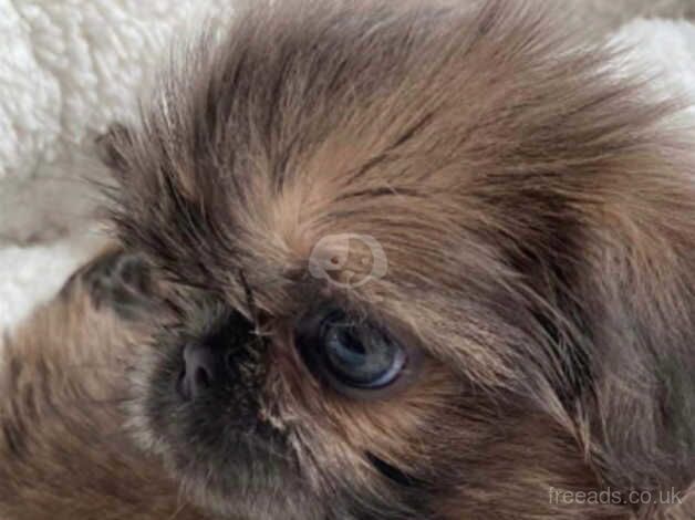 Stunning shih tzu babies for sale in Ormskirk, Lancashire - Image 2