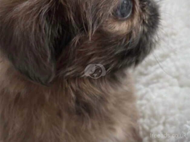 Stunning shih tzu babies for sale in Ormskirk, Lancashire - Image 3