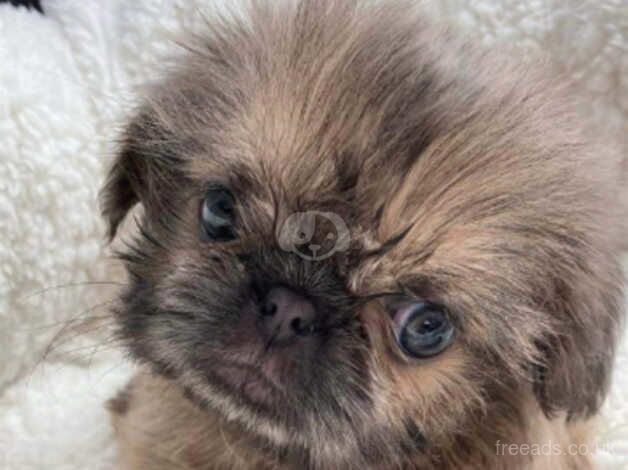 Stunning shih tzu babies for sale in Ormskirk, Lancashire - Image 4