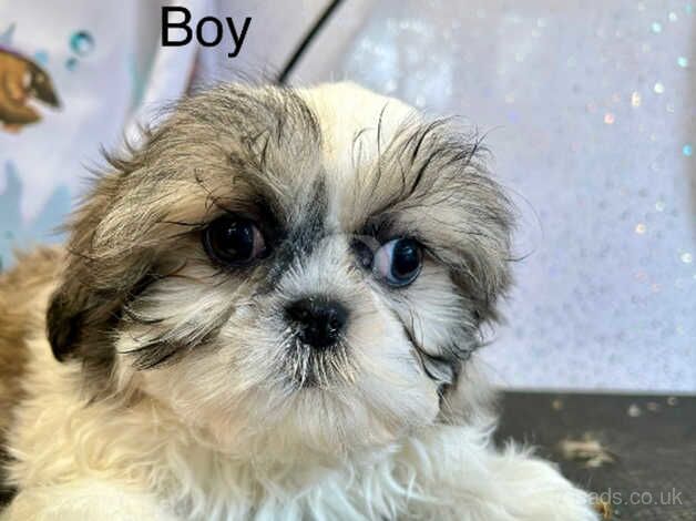 Stunning shih tzu puppies for sale in Lockerbie, Dumfries and Galloway