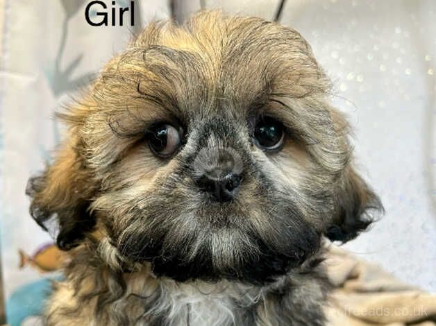 Stunning shih tzu puppies for sale in Lockerbie, Dumfries and Galloway - Image 2