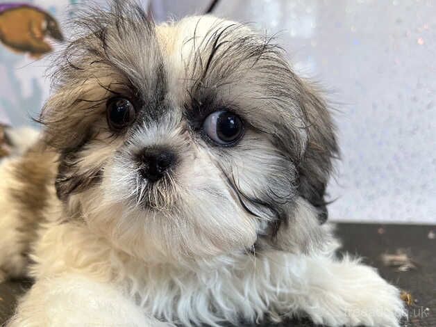 Stunning shih tzu puppies for sale in Lockerbie, Dumfries and Galloway - Image 4