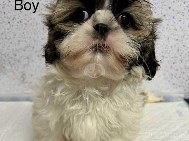 Stunning shih tzu puppies for sale in Lockerbie, Dumfries and Galloway