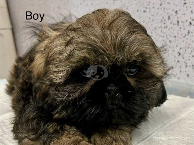 Stunning shih tzu puppies for sale in Lockerbie, Dumfries and Galloway - Image 2