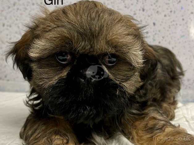 Stunning shih tzu puppies for sale in Lockerbie, Dumfries and Galloway - Image 3