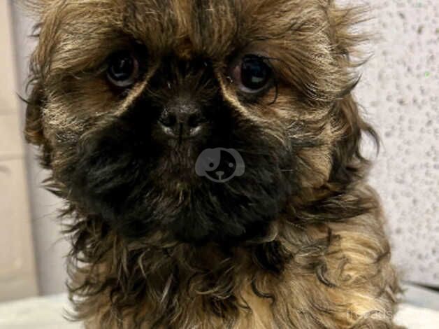 Stunning shih tzu puppies for sale in Lockerbie, Dumfries and Galloway - Image 4