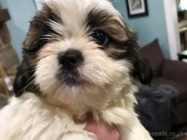 Stunning Shih Tzu puppies - UPDATED TODAY for sale in Forfar, Angus