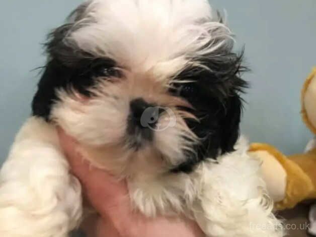 Stunning Shih Tzu puppies - UPDATED TODAY for sale in Forfar, Angus - Image 2