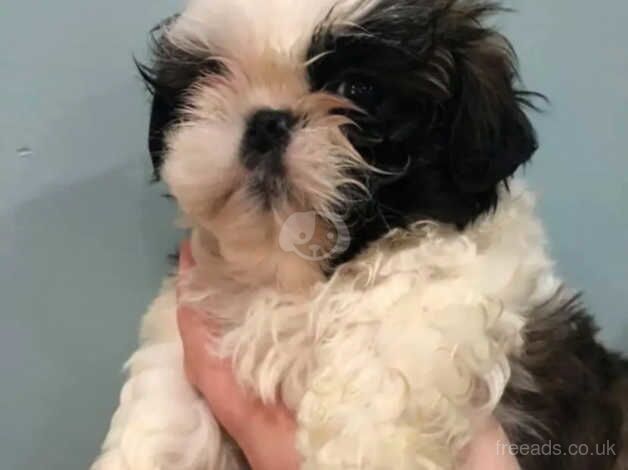 Stunning Shih Tzu puppies - UPDATED TODAY for sale in Forfar, Angus - Image 3