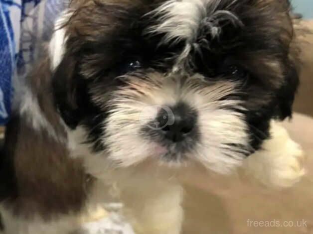 Stunning Shih Tzu puppies - UPDATED TODAY for sale in Forfar, Angus - Image 4