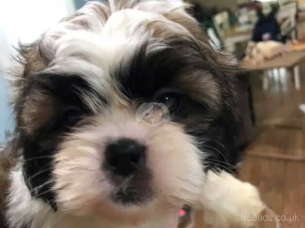 Stunning Shih Tzu puppies - UPDATED TODAY for sale in Forfar, Angus - Image 5